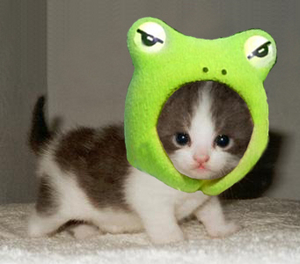cutest_little_kitten_and_frog_Kopie.jpg