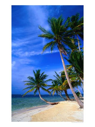 Palm-Trees-on-Island-Beach-Panama-Photographic-Print-C12081252.jpg